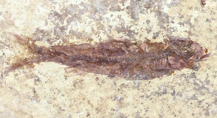 Knightia Fossil Fish - Wyoming #60813